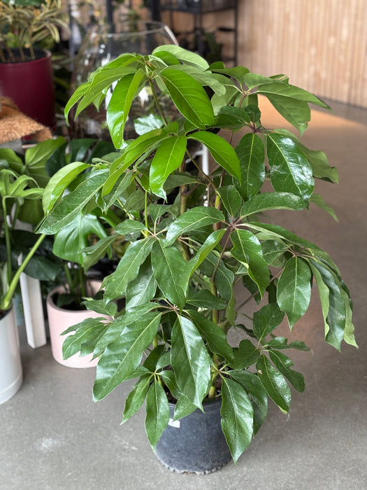 Schefflera Amate