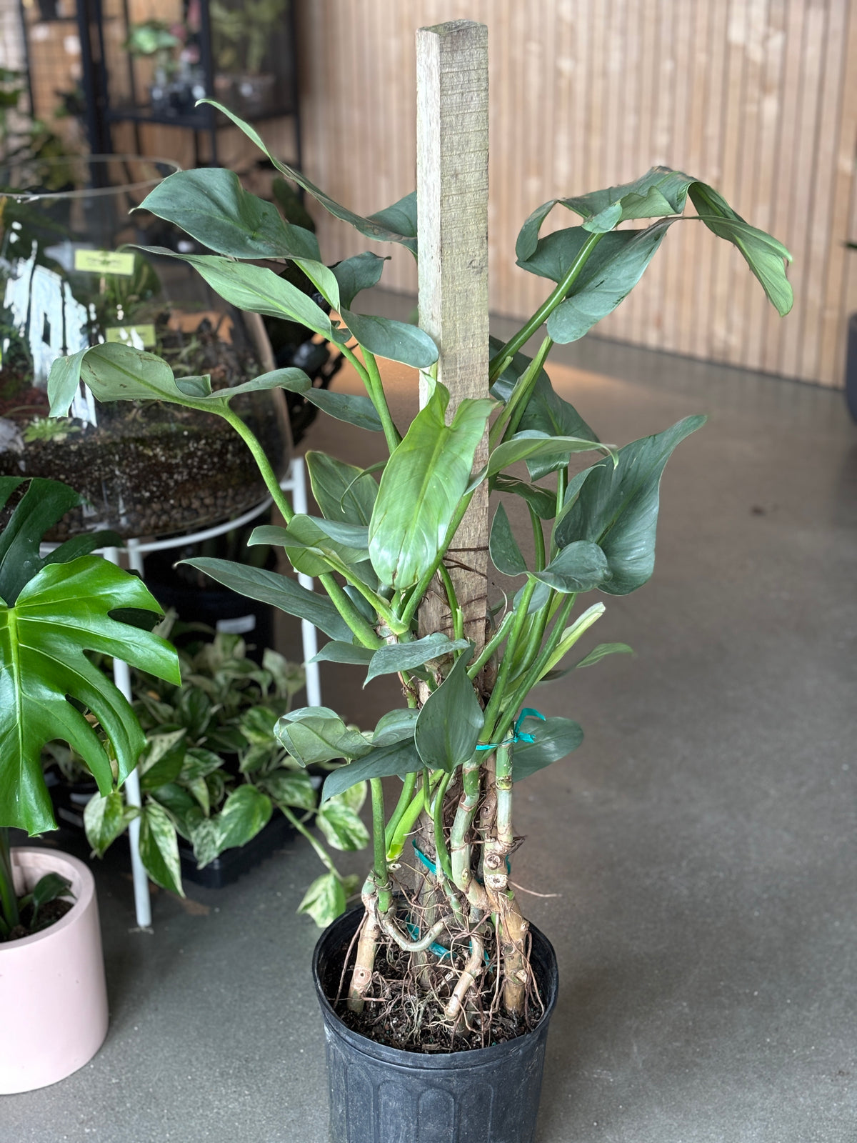 Philodendron Silver Sword – VI Plant Shop
