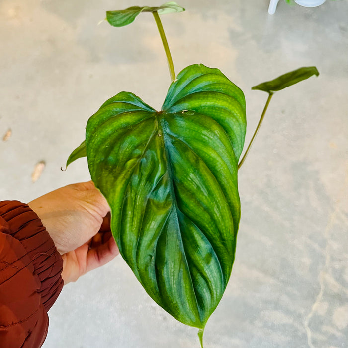 Philodendron Plowmanii