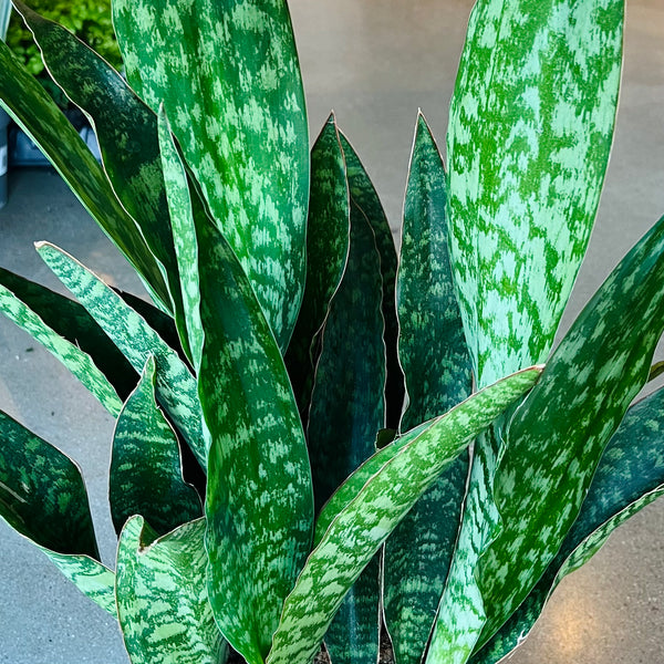 sansevieria jaboa for sale Snake Plant 'Jaboa' – VI Plant Shop