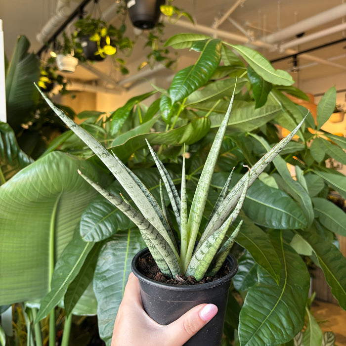 Silver Princess Snake Plant