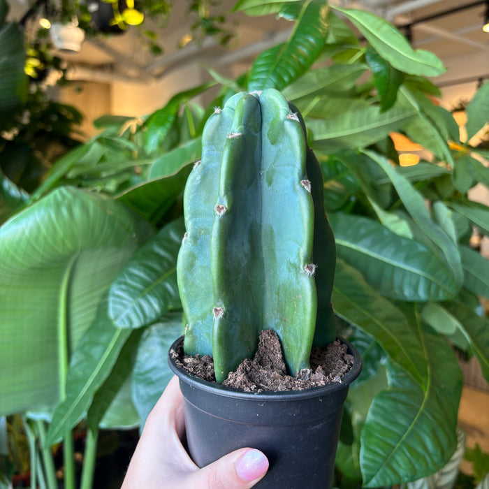 Cuddly Cacti
