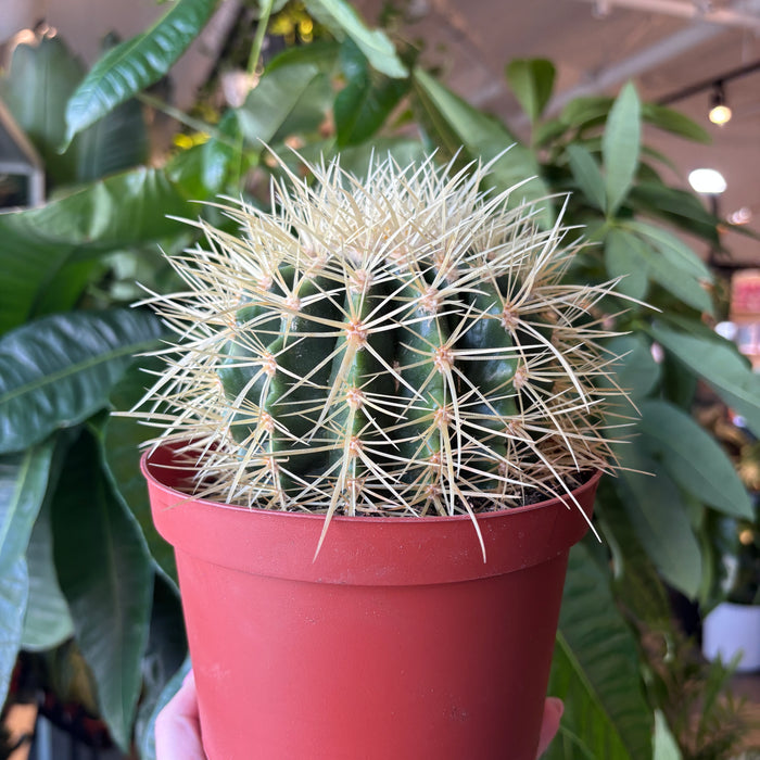 Golden Barrel Cacti
