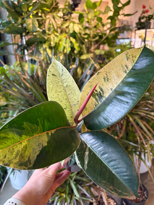 Ficus elastica 'Shivereana Moonshine'