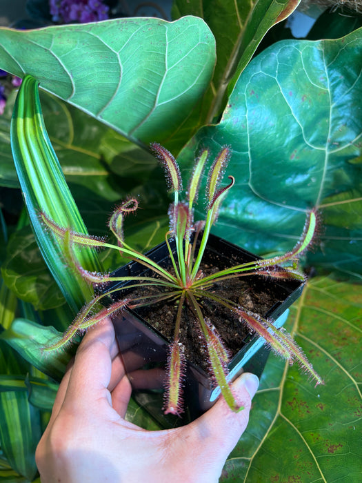 Cape Sundew 'Dark Maroon'