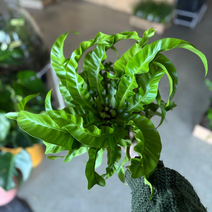 twisted bird's nest fern Twisted Bird's Nest Fern – VI Plant Shop