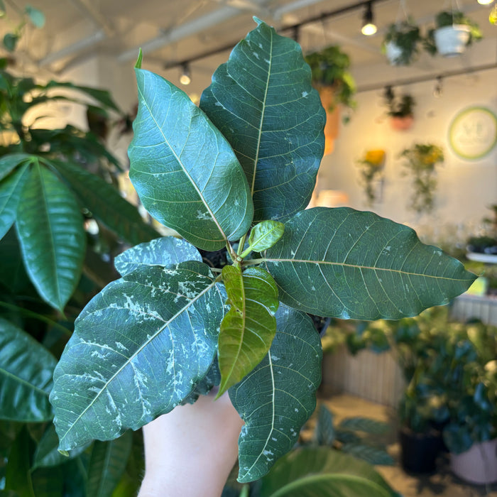 Ficus 'Cotton Color'