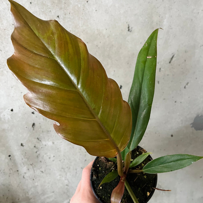 Philodendron 'Pluto'