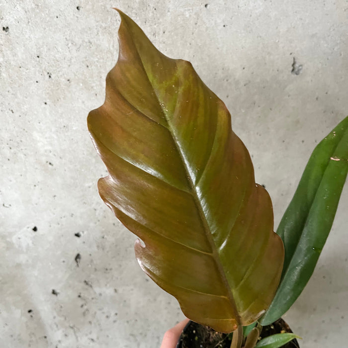 Philodendron 'Pluto'