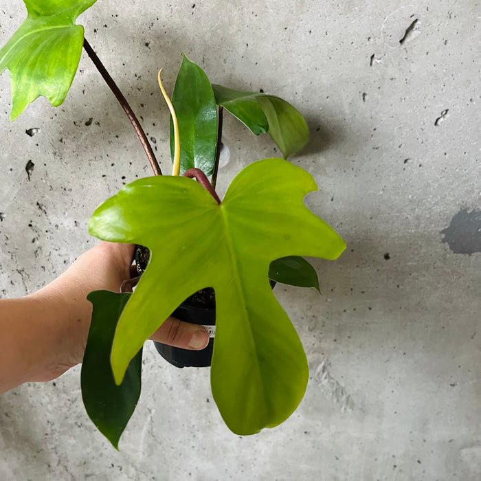 pedatum philodendron Philodendron Pedatum – VI Plant Shop