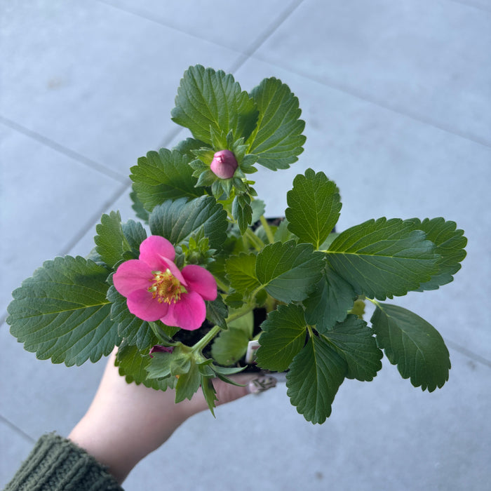 Everbearing Strawberry