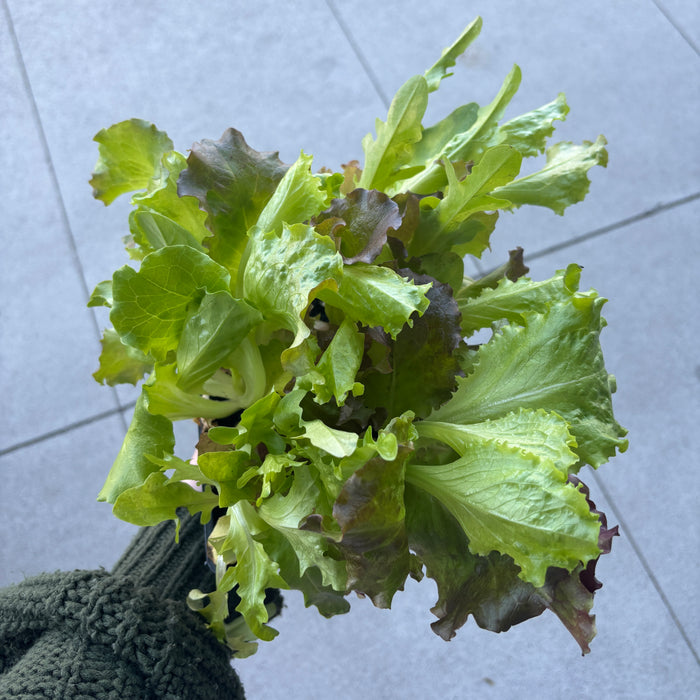 Bistro Blend Lettuce