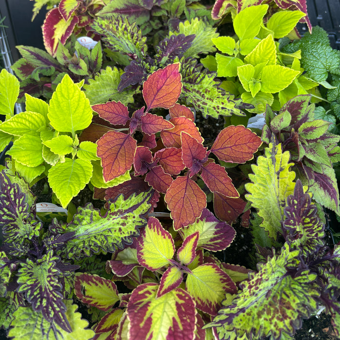 Assorted Coleus