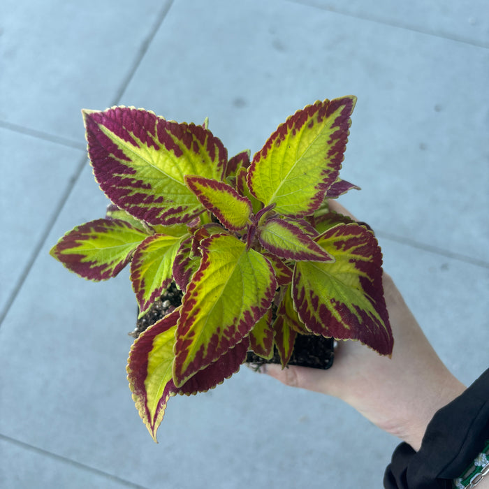 Assorted Coleus