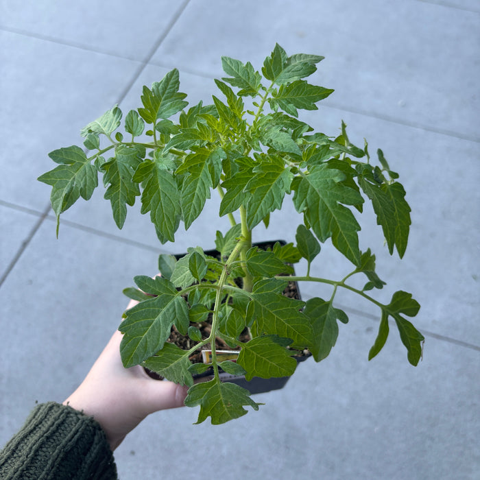 Tomato 'Lemon Boy'