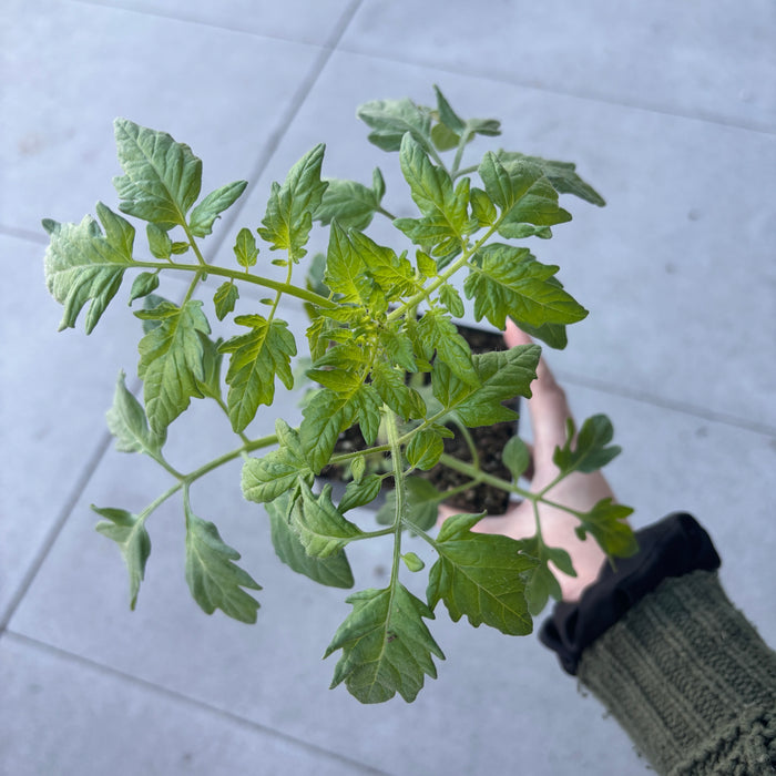 Tomato 'Sweet 100'