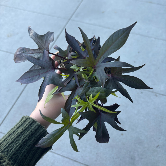 Sweet Potato Vine 'Blackie'