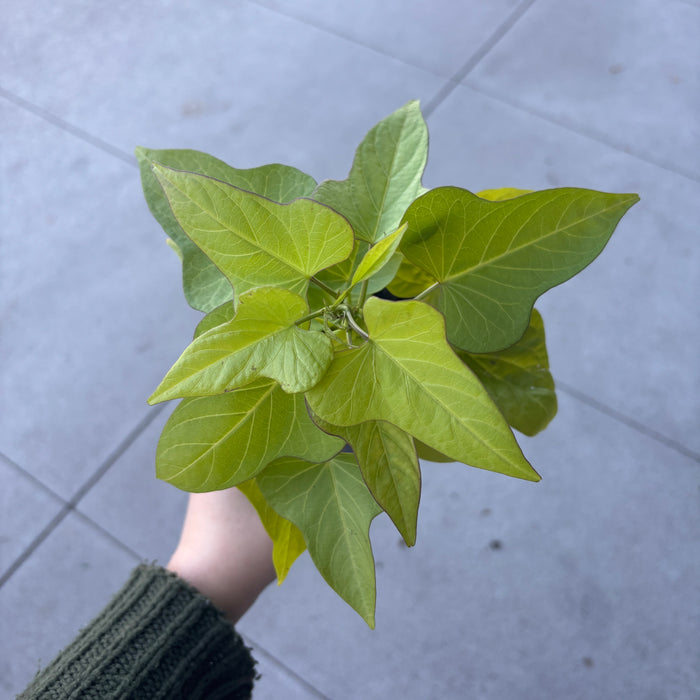 Sweet Potato Vine 'Margarita'