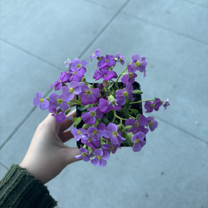 Aubretia 'Accent'