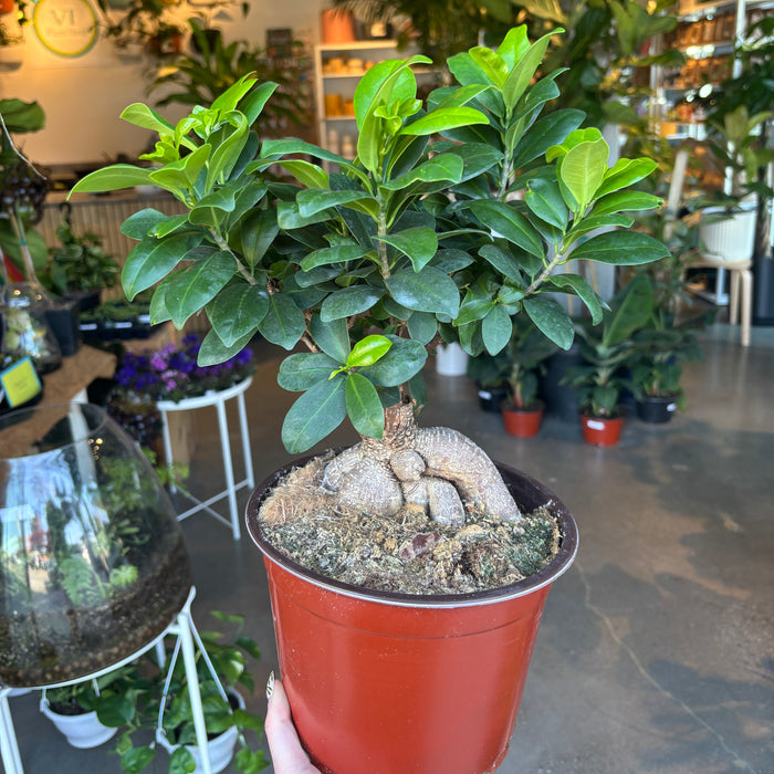 Ginseng Bonsai