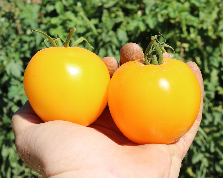 Tomato 'Lemon Boy'
