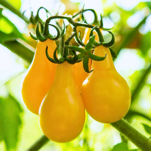 Tomato 'Yellow Pear'