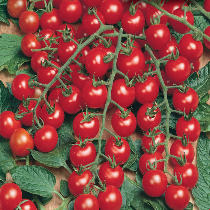 Tomato 'Sweet 100'