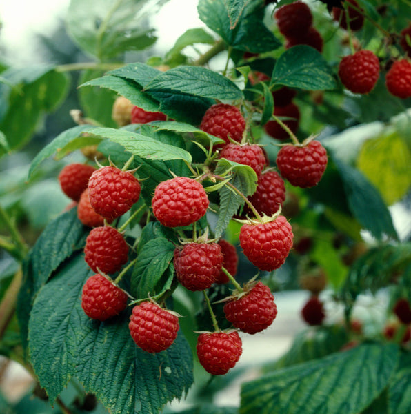 Raspberry 'Heritage'
