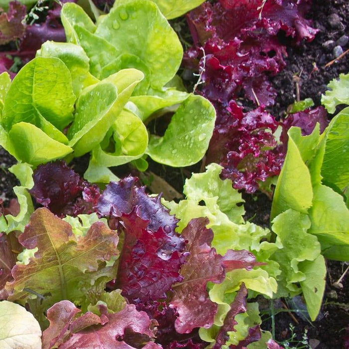 Bistro Blend Lettuce