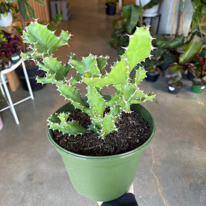 Euphorbia Tortilis