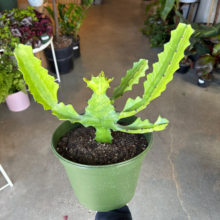 Euphorbia Trigona 'Green'