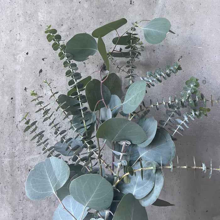Mixed Eucalyptus Shower Bundle