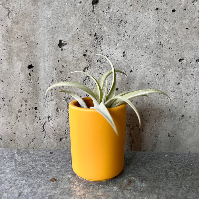 Mustard Mini Cylinder Pot