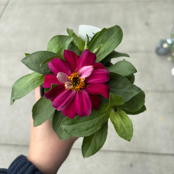 Zinnia Zahara Mix