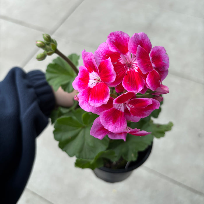 Geranium Zonal Presto Rose Flare