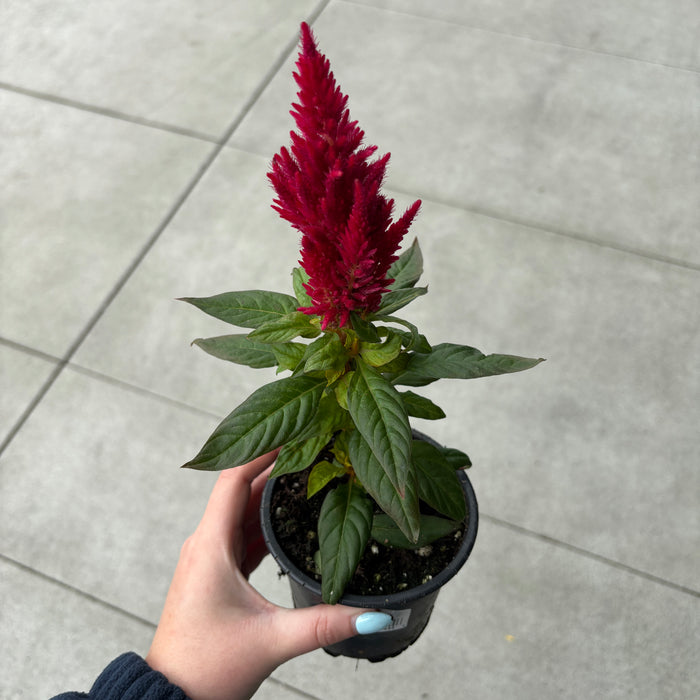 Celosia Kelos Mix