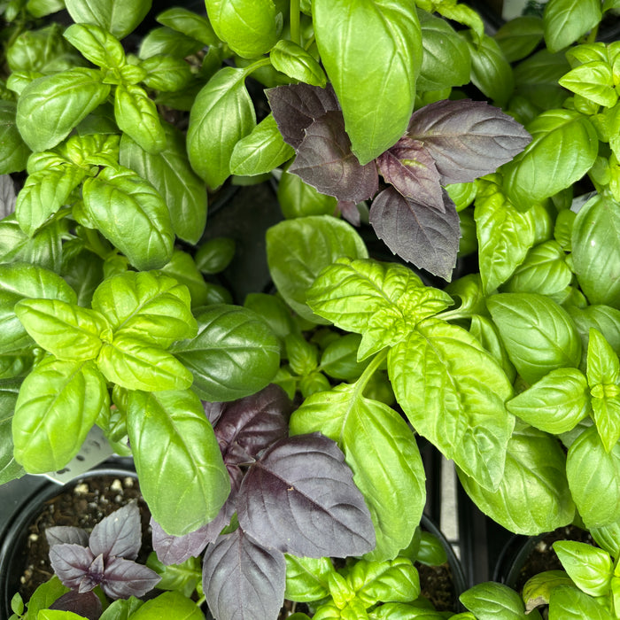 SimplyHerbs Try Basil
