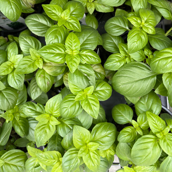 Italian Basil