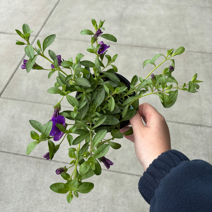 Calibrachoa 'Lia™ Blue'