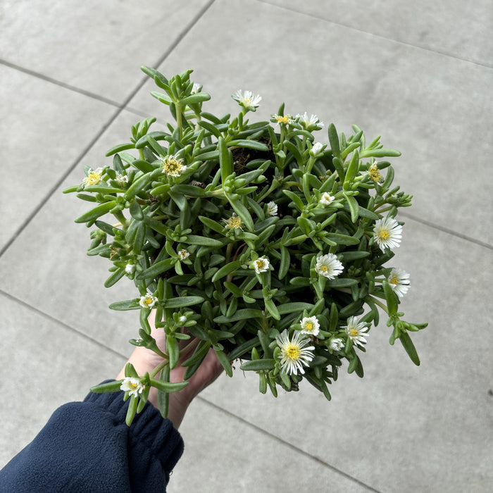 Ice Plant