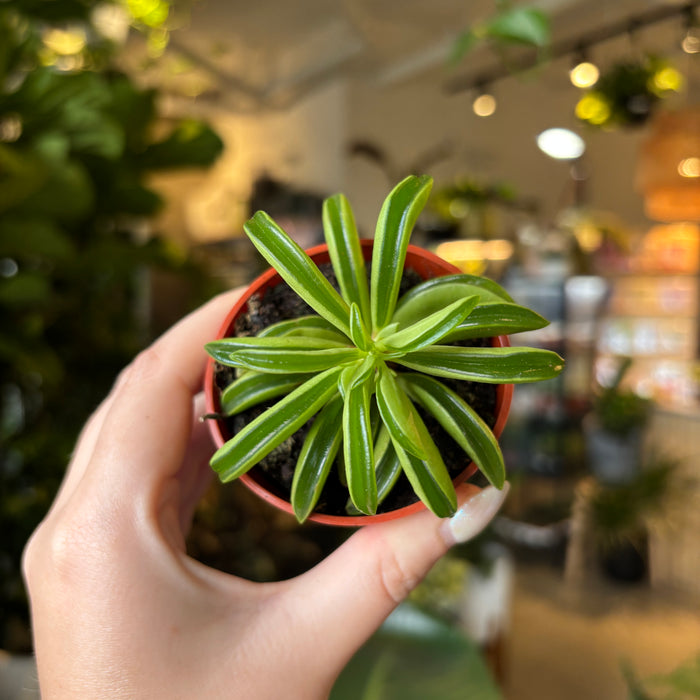 Peperomia Taco Leaf