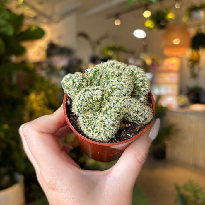 Brain Cacti