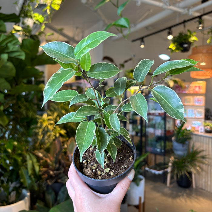 Ficus Benjamina Variegata