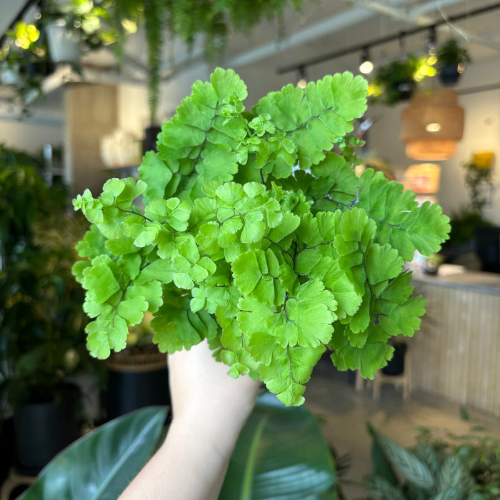 Pacific Maidenhair Fern