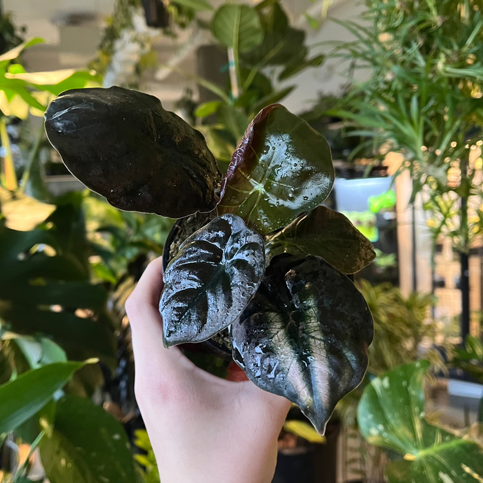 Alocasia Black Magic