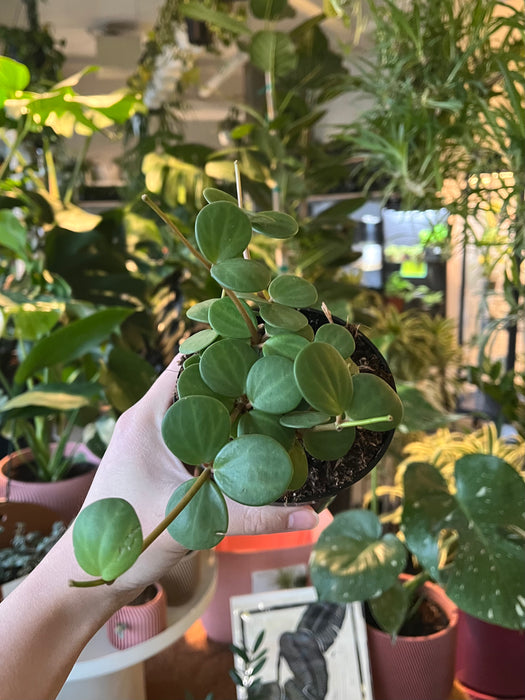 Peperomia Hope