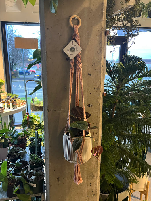 Rose Twist Plant Hanger