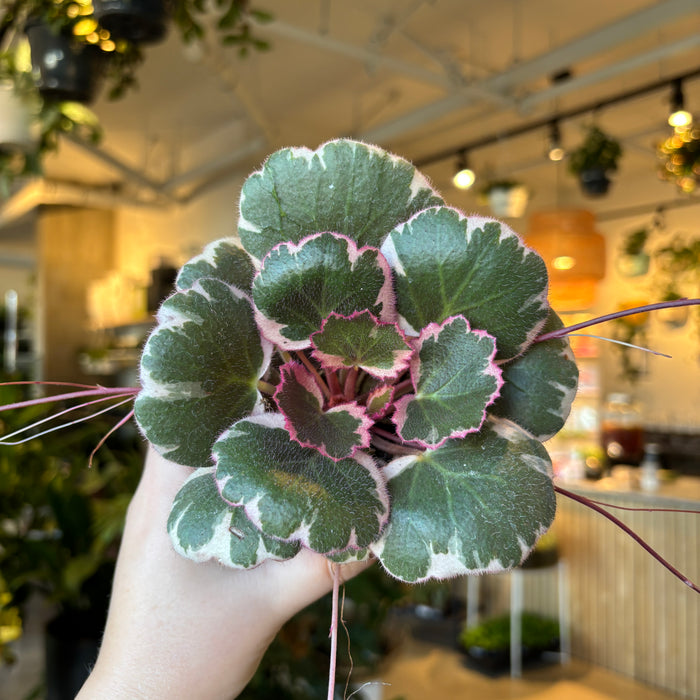 Strawberry Begonia 'Tricolor'