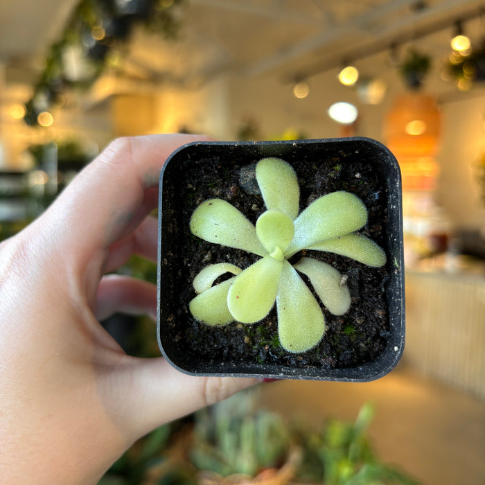 Butterwort Pingulata gigantea