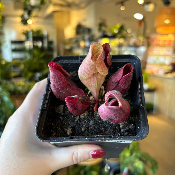 Sarracenia purpurea venosa